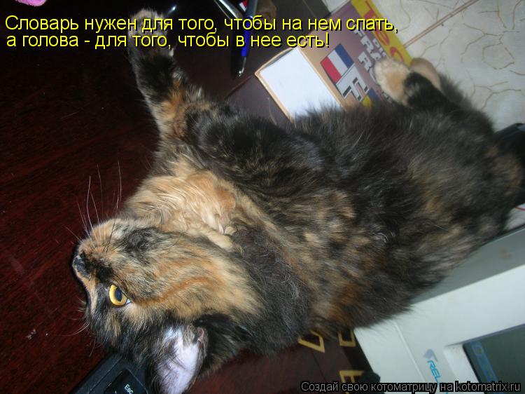 Котоматрица: Словарь нужен для того, чтобы на нем спать, а голова - для того, чтобы в нее есть!