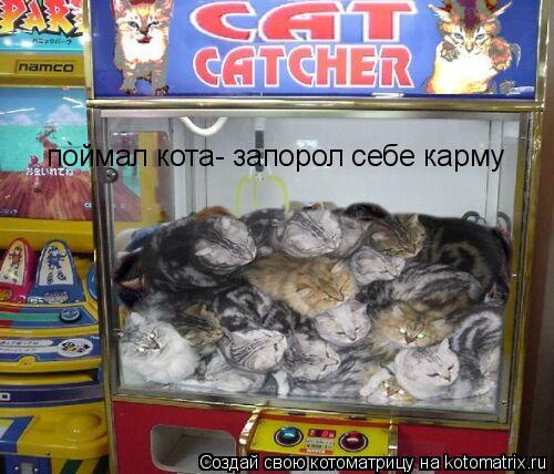 поймал кота- запорол себе карму... Котоматрица: поймал кота- запорол себе карму