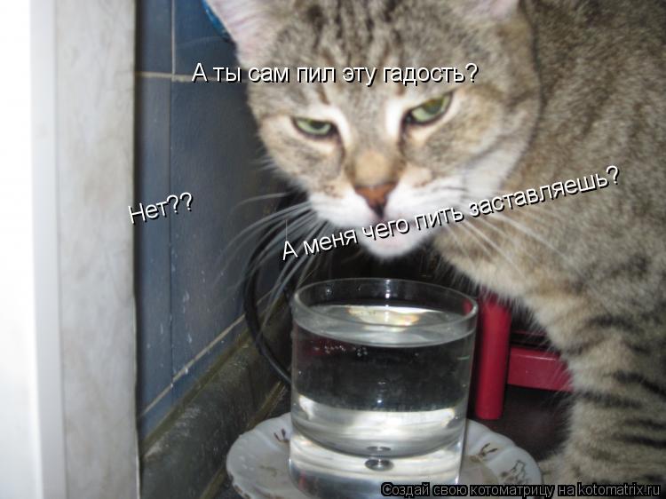 Котоматрица: А ты сам пил эту гадость? Нет?? А меня чего пить заставляешь?