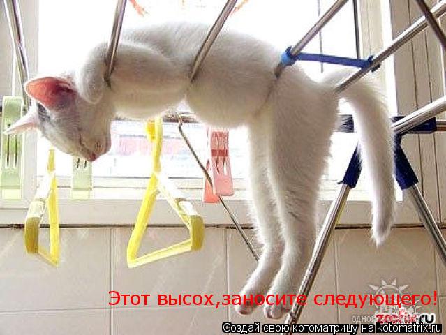 Котоматрица: Этот высох,заносите следующего!