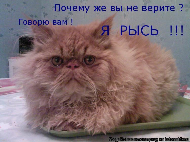 Котоматрица: Я  РЫСЬ  !!! Почему же вы не верите ? Говорю вам !