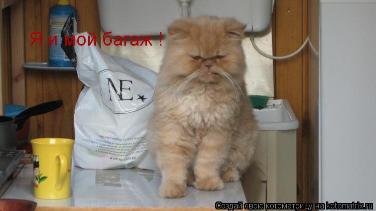 Котоматрица: Я и мой багаж !