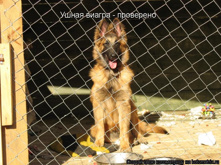 Котоматрица: Ушная виагра - проверено