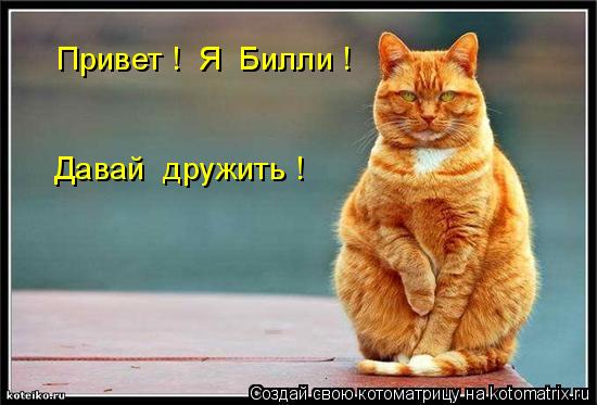 Котоматрица: Привет !  Я  Билли ! Давай  дружить !