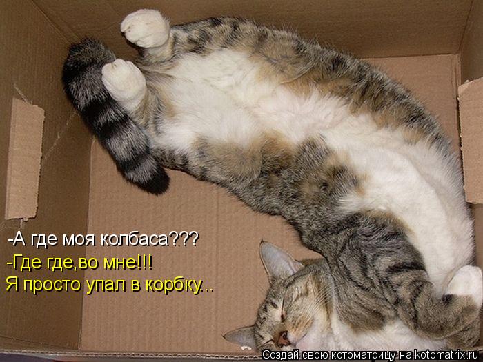 Котоматрица: -А где моя колбаса??? -Где где,во мне!!! Я просто упал в корбку...