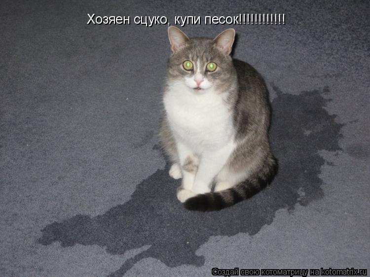 Котоматрица: Хозяен сцуко, купи песок!!!!!!!!!!!!