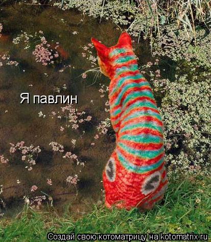 Котоматрица: Я павлин