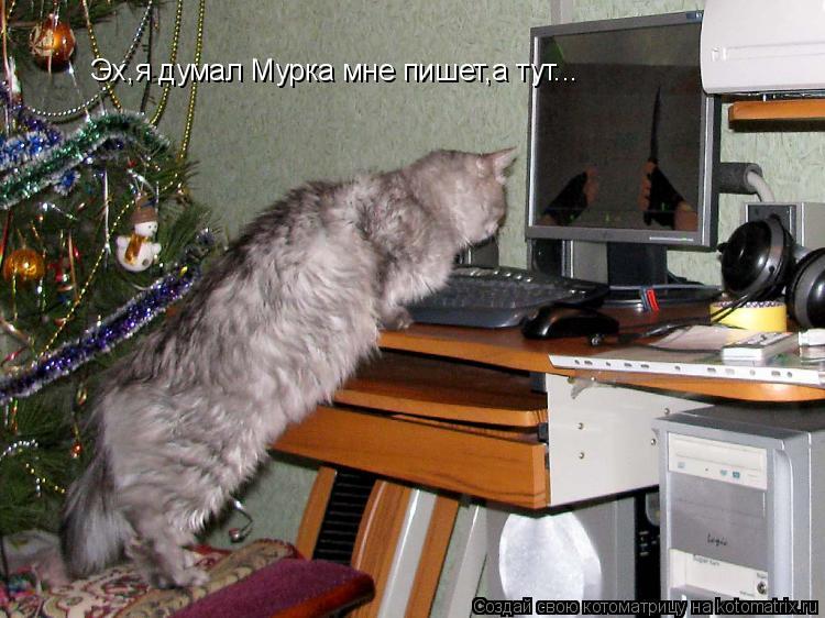 Котоматрица: Эх,я думал Мурка мне пишет,а тут...