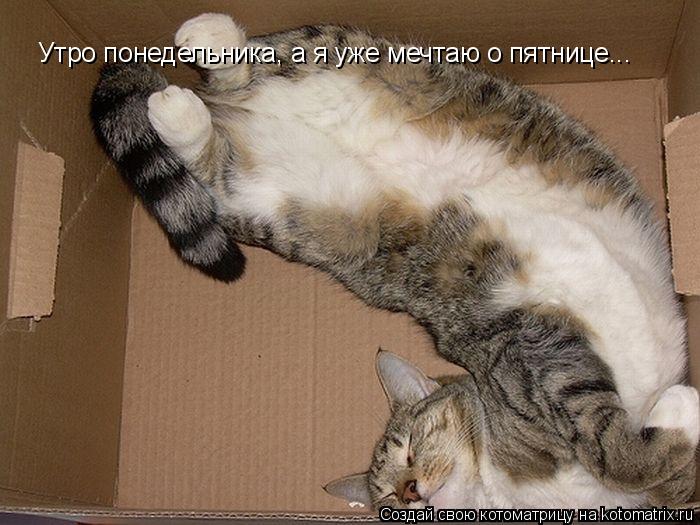 Котоматрица: Утро понедельника, а я уже мечтаю о пятнице...