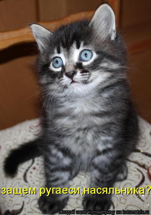 Котоматрица: защем ругаеси,насяльника?