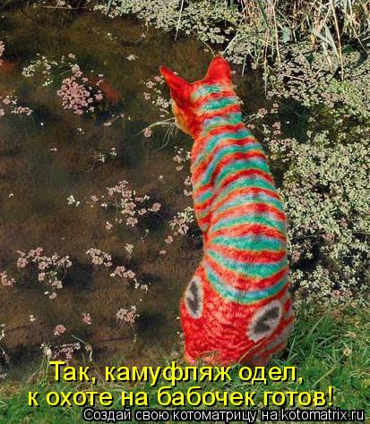 Котоматрица: Так, камуфляж одел,  к охоте на бабочек готов!