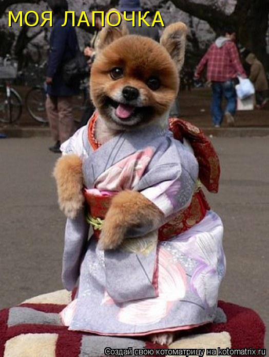 Котоматрица: МОЯ ЛАПОЧКА