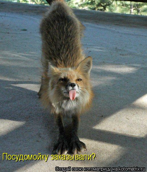 Посудомойку заказывали?... Котоматрица: Посудомойку заказывали?