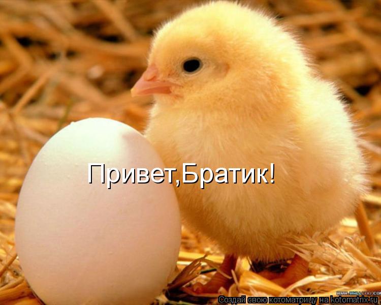 Привет,Братик!... Котоматрица: Привет,Братик!