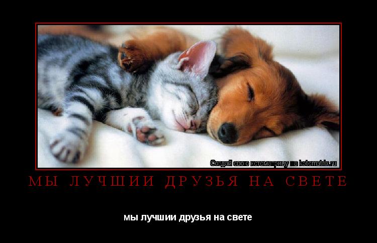 мы лучшии друзья на свете мы лучшии друзья на свете... Котоматрица: мы лучшии друзья на свете мы лучшии друзья на свете