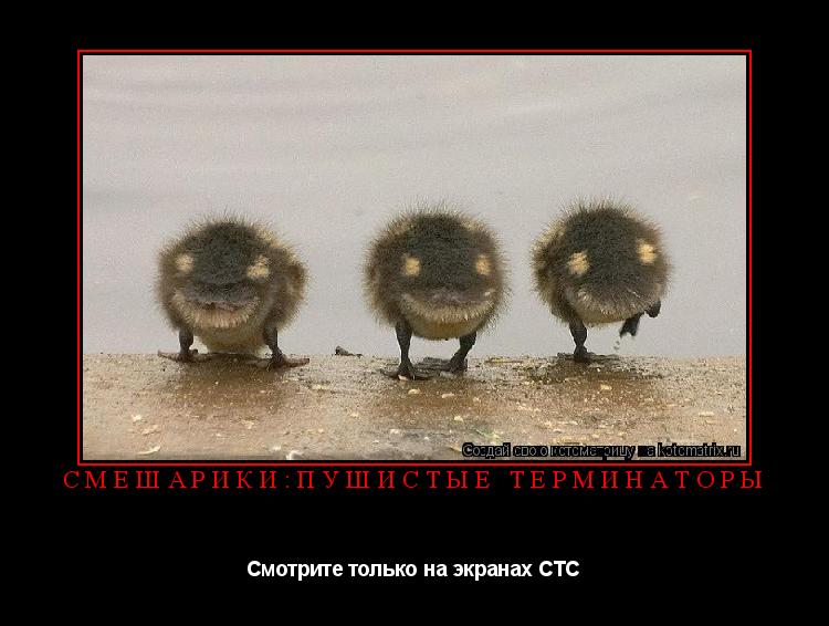 Смешарики:пушистые терминаторы Смотрите только на экранах СТС... Котоматрица: Смешарики:пушистые терминаторы Смотрите только на экранах СТС