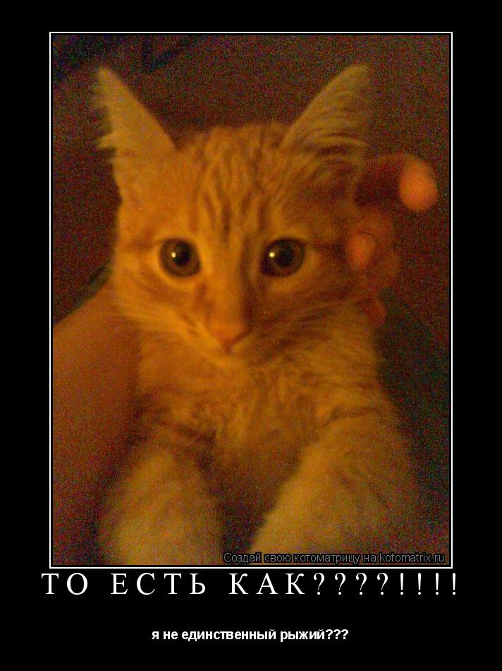 Котоматрица: То есть как????!!!! я не единственный рыжий???