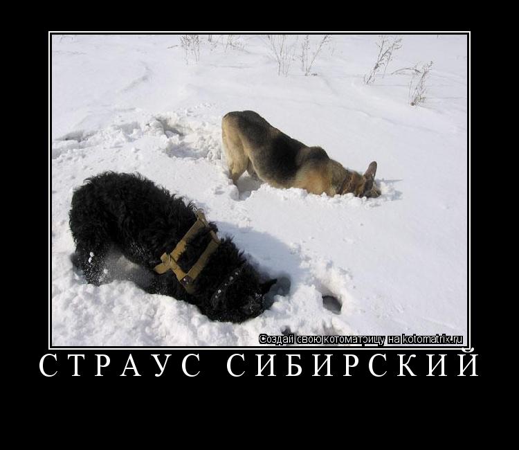 Страус Сибирский ... Котоматрица: Страус Сибирский