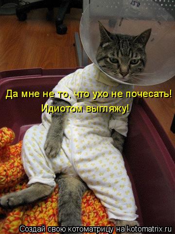 Да мне не то, что ухо не почесать! Идиотом выгляжу!... Котоматрица: Да мне не то, что ухо не почесать! Идиотом выгляжу!