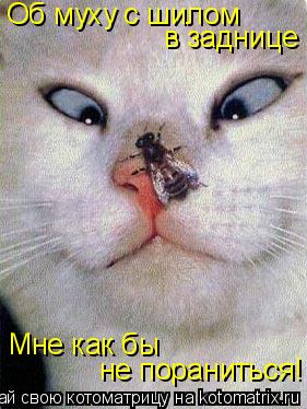 Котоматрица: Об муху с шилом  в заднице Мне как бы  не пораниться!