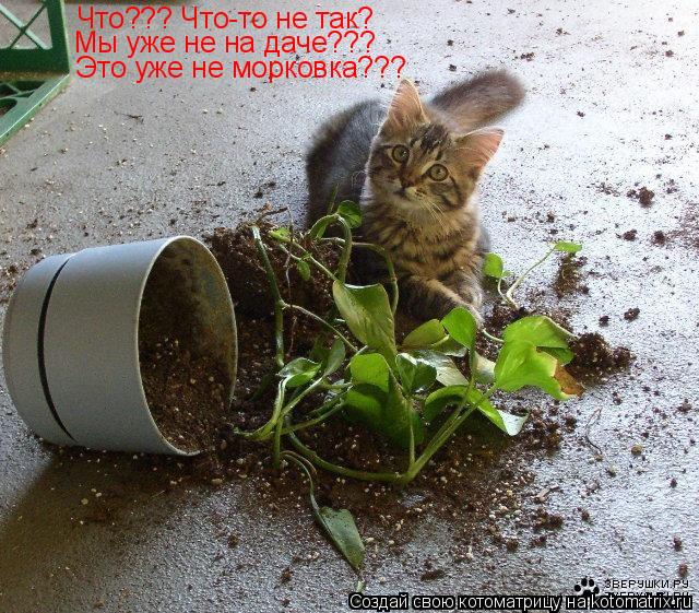 Что??? Что-то не так? Мы уже не на даче??? Это уже не морковка???... Котоматрица: Что??? Что-то не так? Мы уже не на даче??? Это уже не морковка???