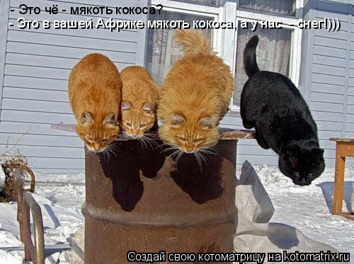 Котоматрица: - Это чё - мякоть кокоса? - Это в вашей Африке мякоть кокоса, а у нас  - снег!)))