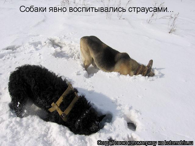 Собаки явно воспитывались страусами...... Котоматрица: Собаки явно воспитывались страусами...
