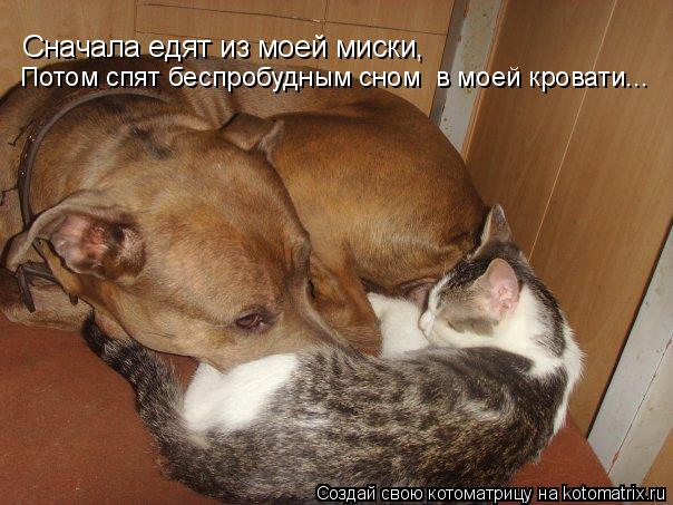 Сначала едят из моей миски, Потом спят беспробудным сном в моей кровати...... Котоматрица: Сначала едят из моей миски, Потом спят беспробудным сном в моей кровати...