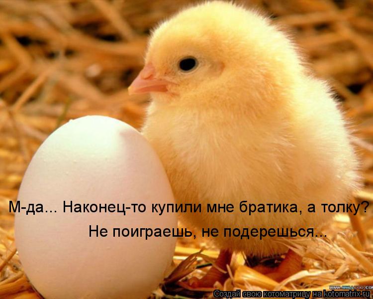 М-да... Наконец-то купили мне братика, а толку? Не поиграешь, не подерешься...... Котоматрица: М-да... Наконец-то купили мне братика, а толку? Не поиграешь, не подерешься...