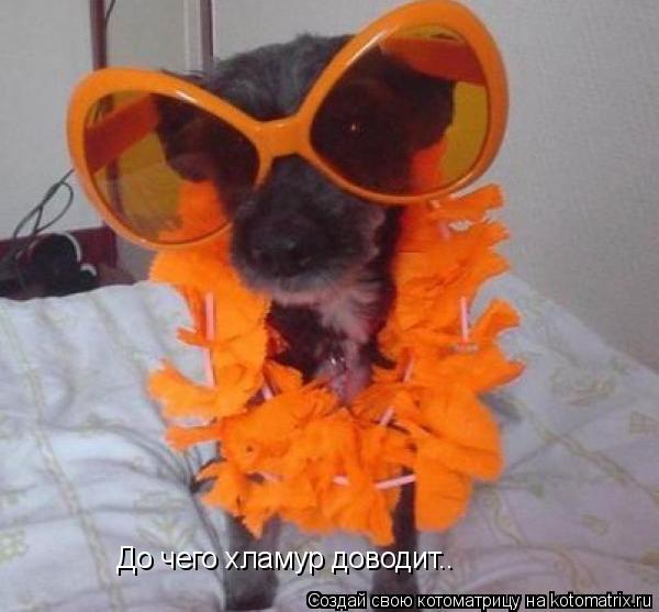 До чего хламур доводит..... Котоматрица: До чего хламур доводит..