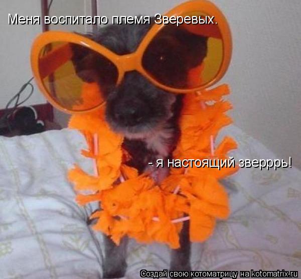Меня воспитало племя Зверевых. - я настоящий зверррь!... Котоматрица: Меня воспитало племя Зверевых. - я настоящий зверррь!