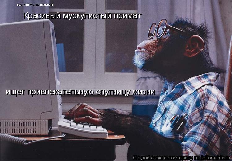 Котоматрица: Красивый мускулистый примат ищет привлекательную спутницу жизни на сайте знакомств