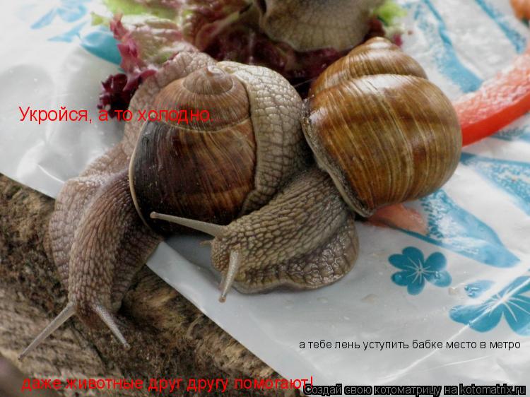 Котоматрица: Укройся, а то холодно.. даже животные друг другу помогают!  а тебе лень уступить бабке место в метро