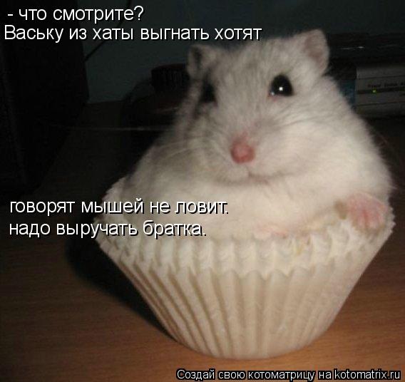 Котоматрица: - что смотрите? Ваську из хаты выгнать хотят говорят мышей не ловит. надо выручать братка.