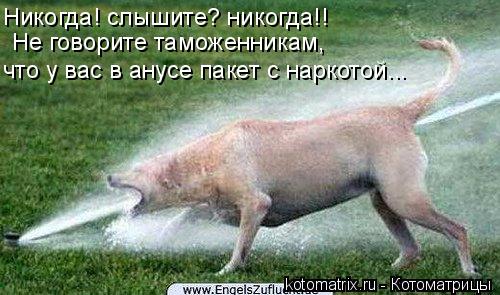 Котоматрица: Никогда! слышите? никогда!!  Не говорите таможенникам,  что у вас в анусе пакет с наркотой...