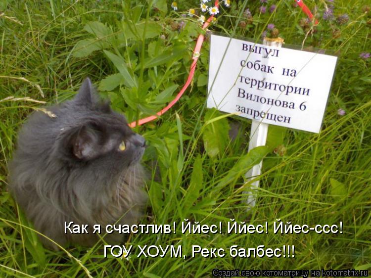 Котоматрица: Как я счастлив! Ййес! Ййес! Ййес-ссс! ГОУ ХОУМ, Рекс балбес!!!