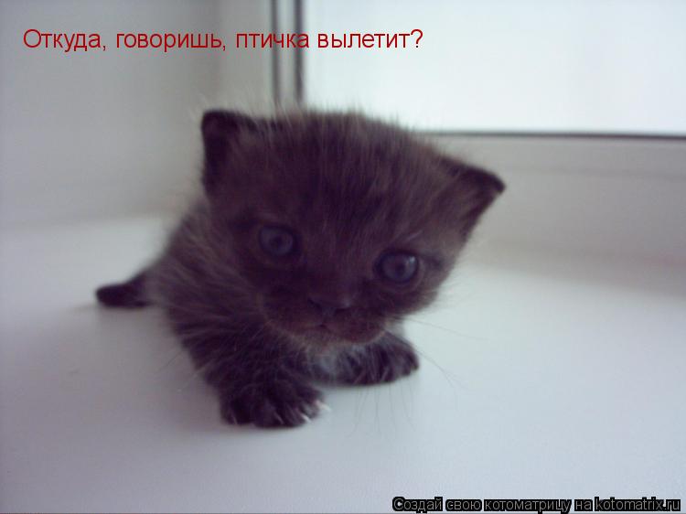 Котоматрица: Откуда, говоришь, птичка вылетит?