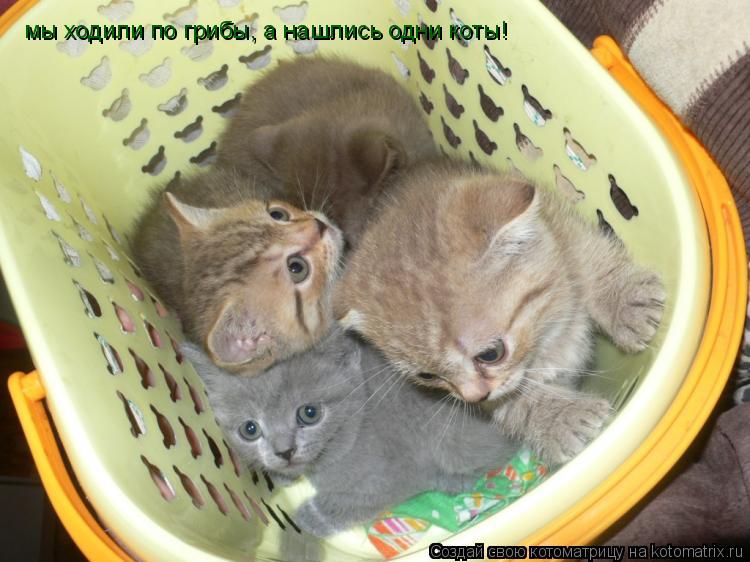Котоматрица: мы ходили по грибы, а нашлись одни коты!