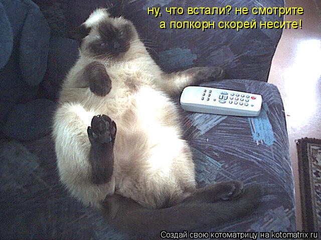 Котоматрица: ну, что встали? не смотрите а попкорн скорей несите!