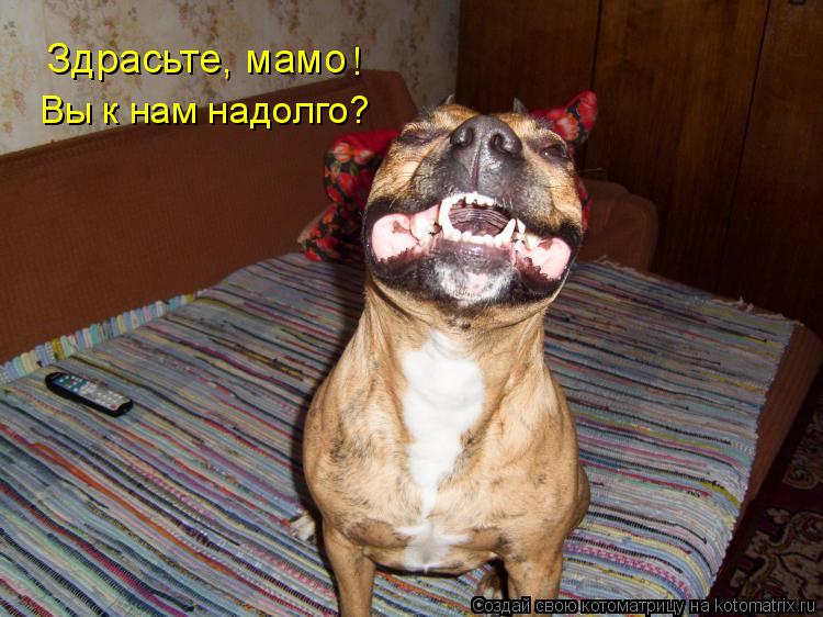 Котоматрица: Здрасьте, мамо Вы к нам надолго?  !
