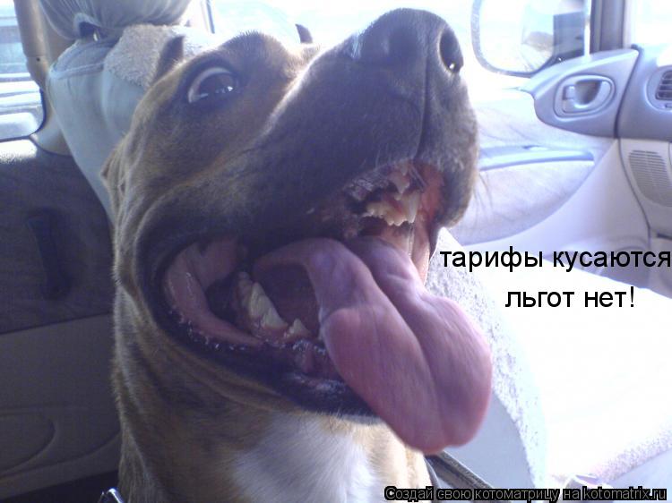 Котоматрица: тарифы кусаются льгот нет!