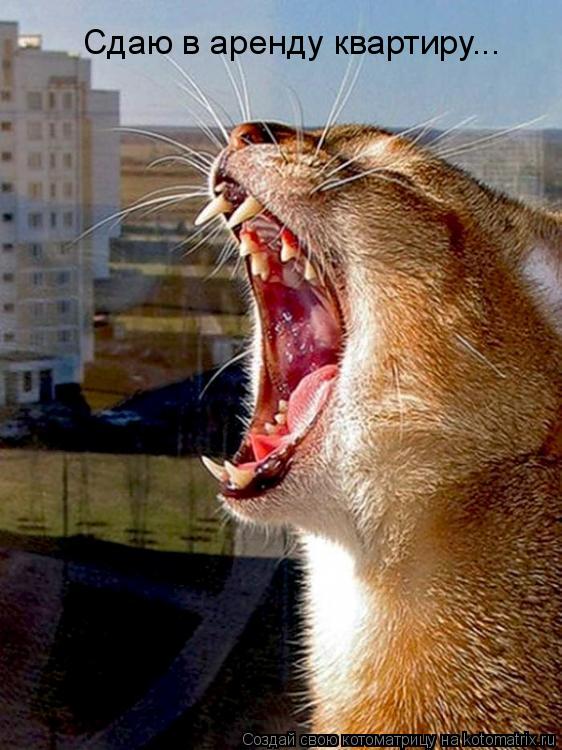 Котоматрица: Сдаю в аренду квартиру...