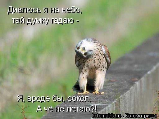Котоматрица: Дивлюсь я на небо, тай думку гадаю - Я, вроде бы, сокол, А чё не летаю?!