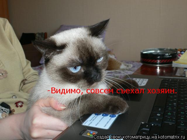 Котоматрица: -Видимо, совсем съехал хозяин.