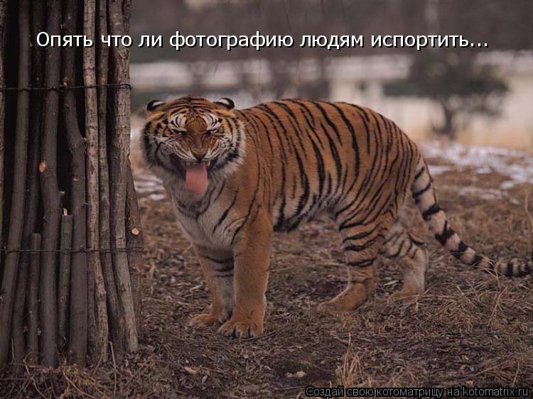 Котоматрица: Опять что ли фотографию людям испортить...