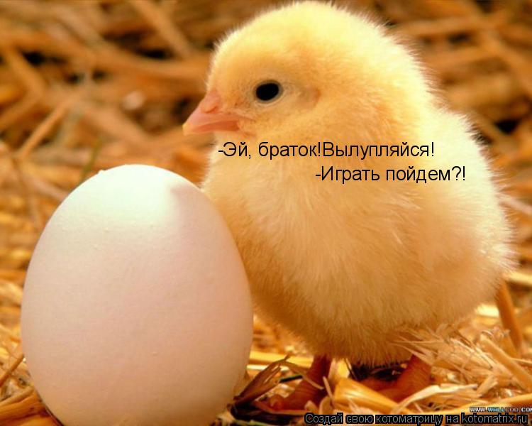 Котоматрица: -Эй, браток!Вылупляйся! -Играть пойдем?!