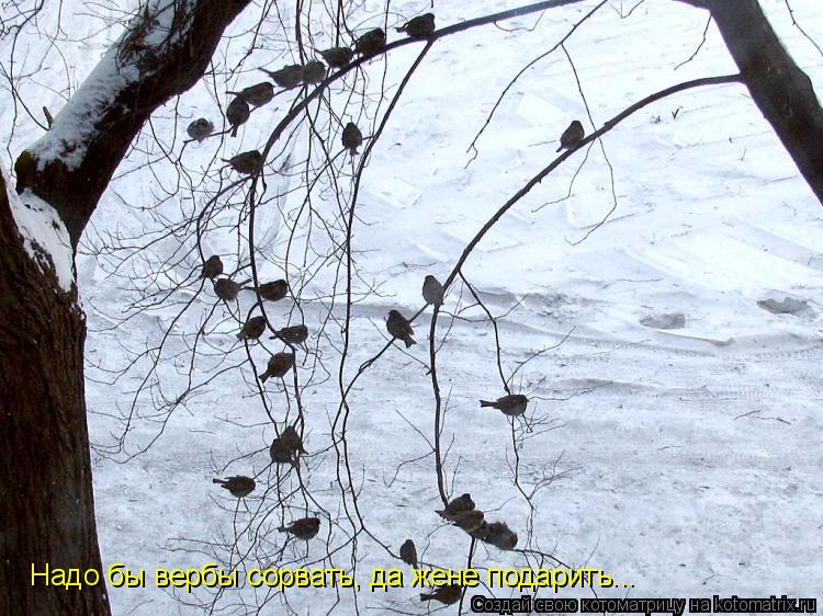 Котоматрица: Надо бы вербы сорвать, да жене подарить...