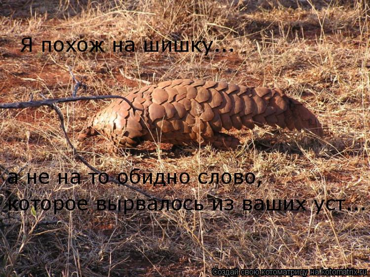 Котоматрица: Я похож на шишку... которое вырвалось из ваших уст... а не на то обидно слово,