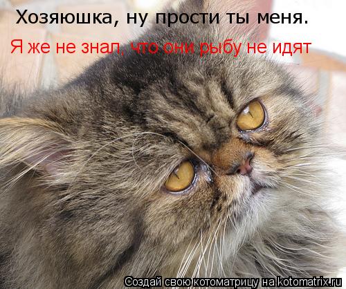 Котоматрица: Хозяюшка, ну прости ты меня. Я же не знал, что они рыбу не идят