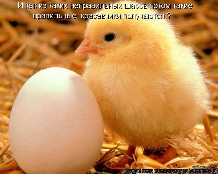 Котоматрица: И как из таких неправильных шаров потом такие правильные  красавчики получаются ?